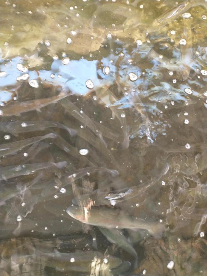 Altana Caloroczna Vira Numer 7 Herbergerowka Agroturystyka Na Wsi Duszniki Zdroj Luaran gambar
